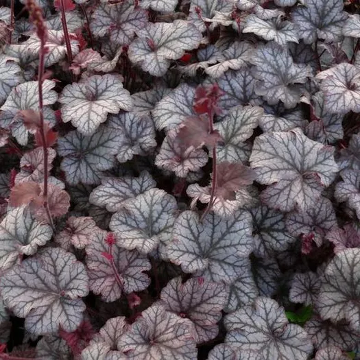 Корневище Гейхера Марс, 1шт/уп 