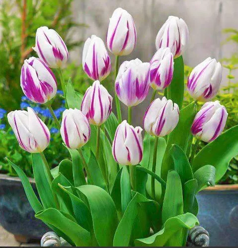 Луковица тюльпан Блю Флэминг 11/12, 8шт/уп 