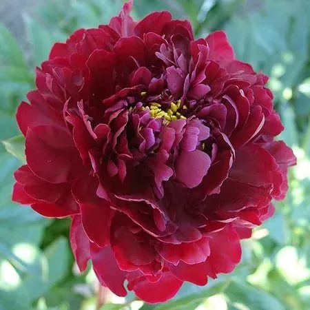 Пион травянистый Красный жемчуг (в тубе) 