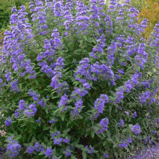 Кариоптерис кландоненский Кев Блю v5 Lav 