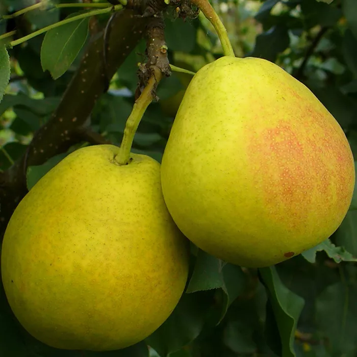 Груша Сказочная 3-х летка Tim 