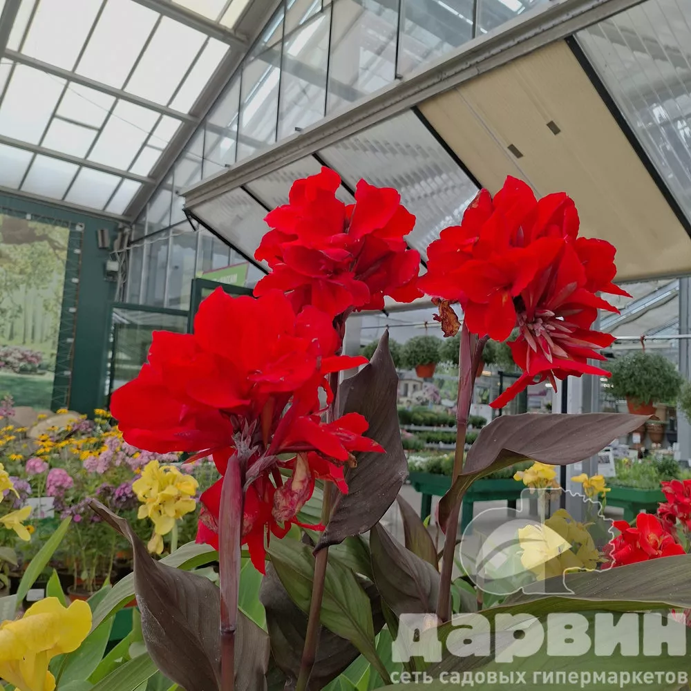 Канна в ассортименте v3 Tim 