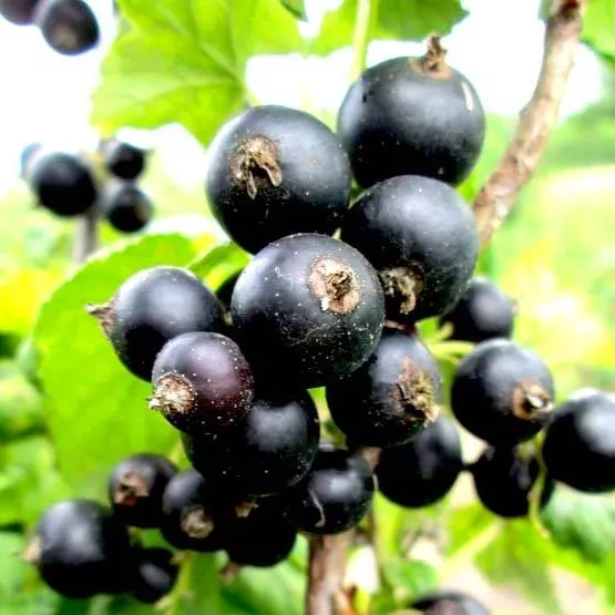 Смородина Пигмей черн v2 Tim 