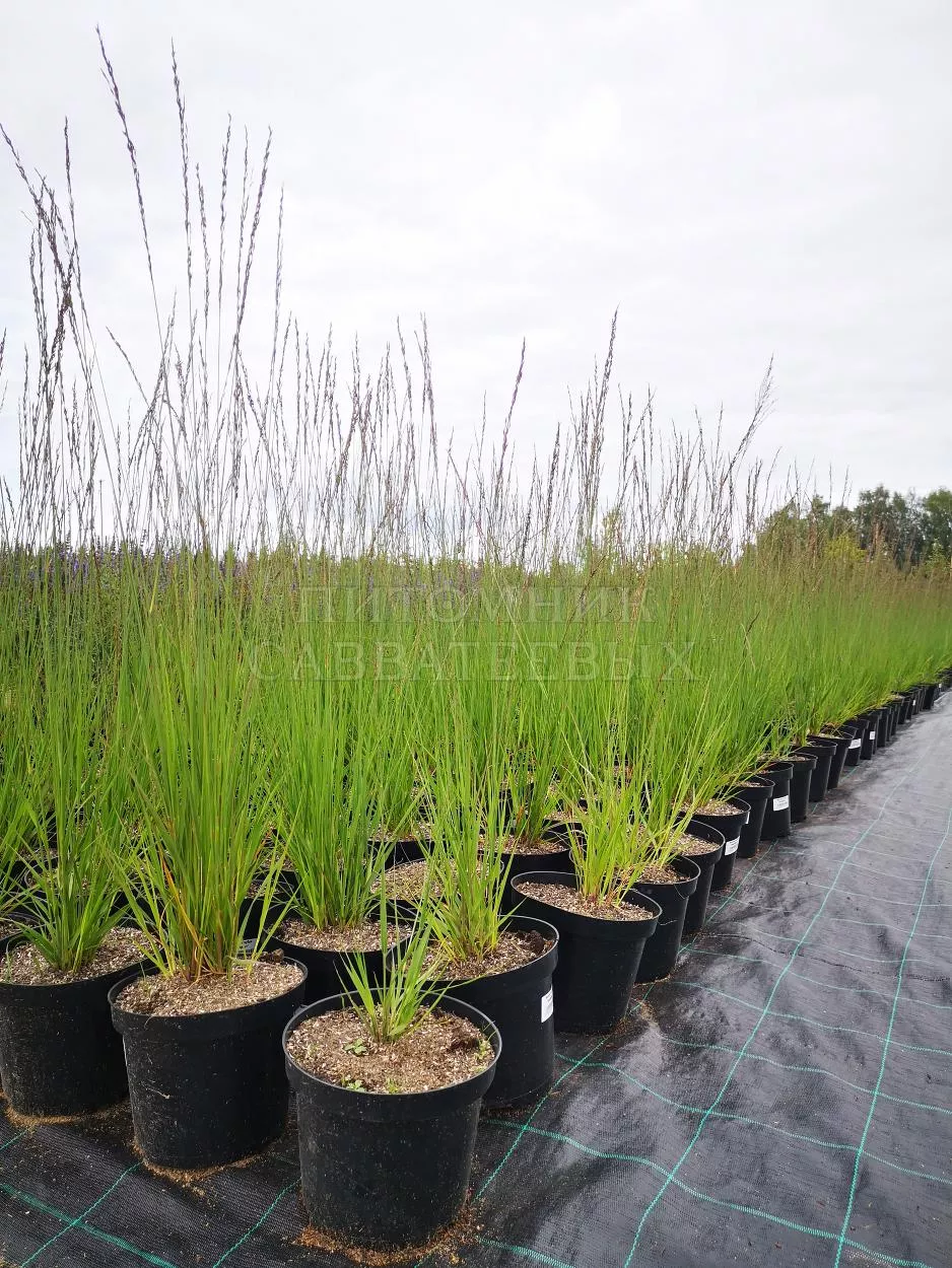 Молиния Хейдебраут v3 Lav 