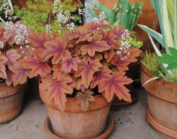 Гейхерелла Свит Ти ,С2 ЦО 