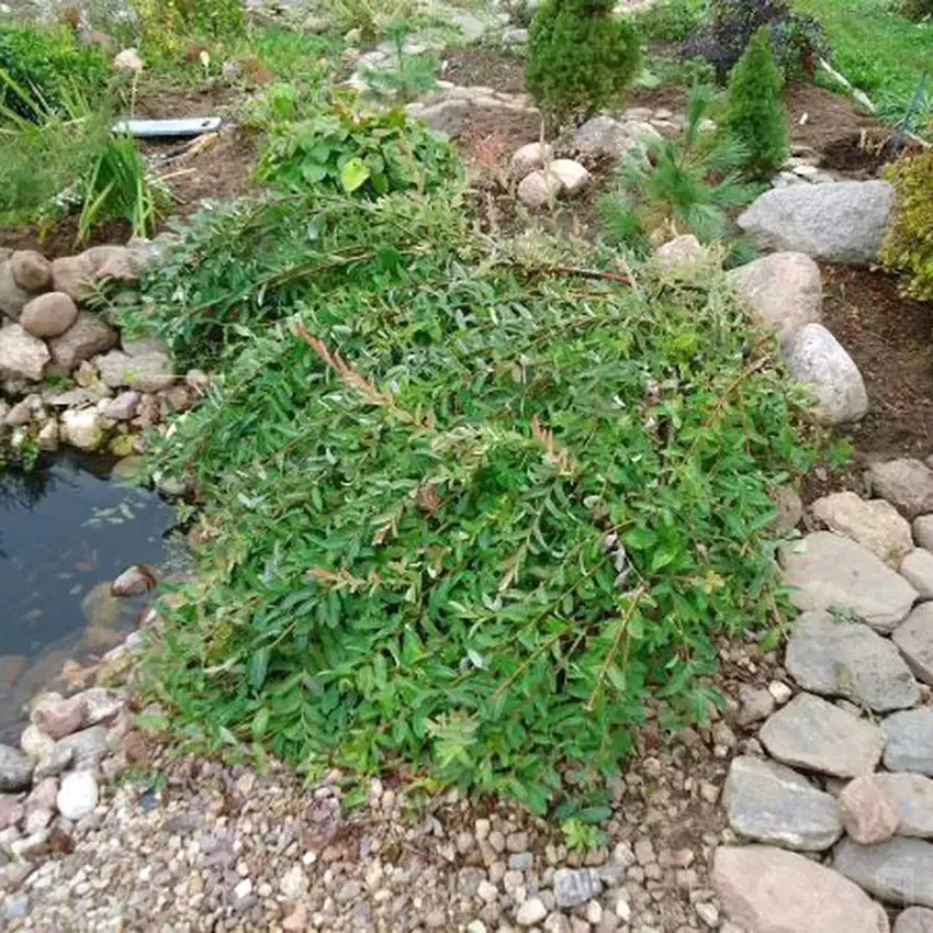 Ива ползучая Грин Карпет v2 Lav 