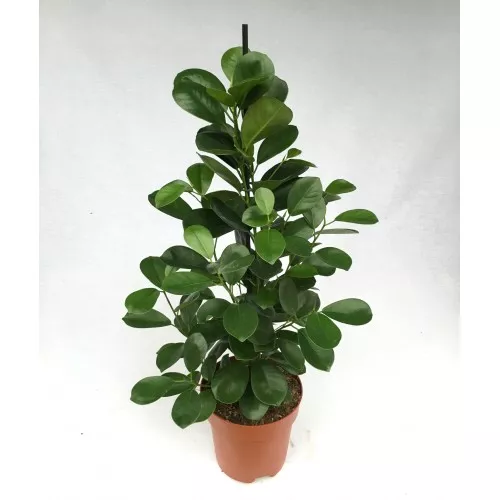 Фикус микрокарпа Моклейм d23 h60 Tim в Москве и области – купить по низкой цене в интернет-магазине Дарвин