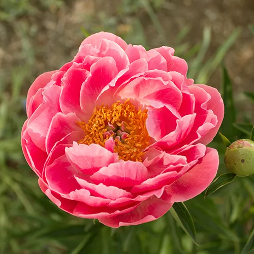 Пион Корал Суприм v5 Tim 