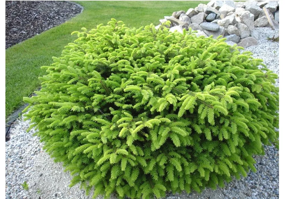 Ель европейская Нидиформис v2 10-15 Bor 