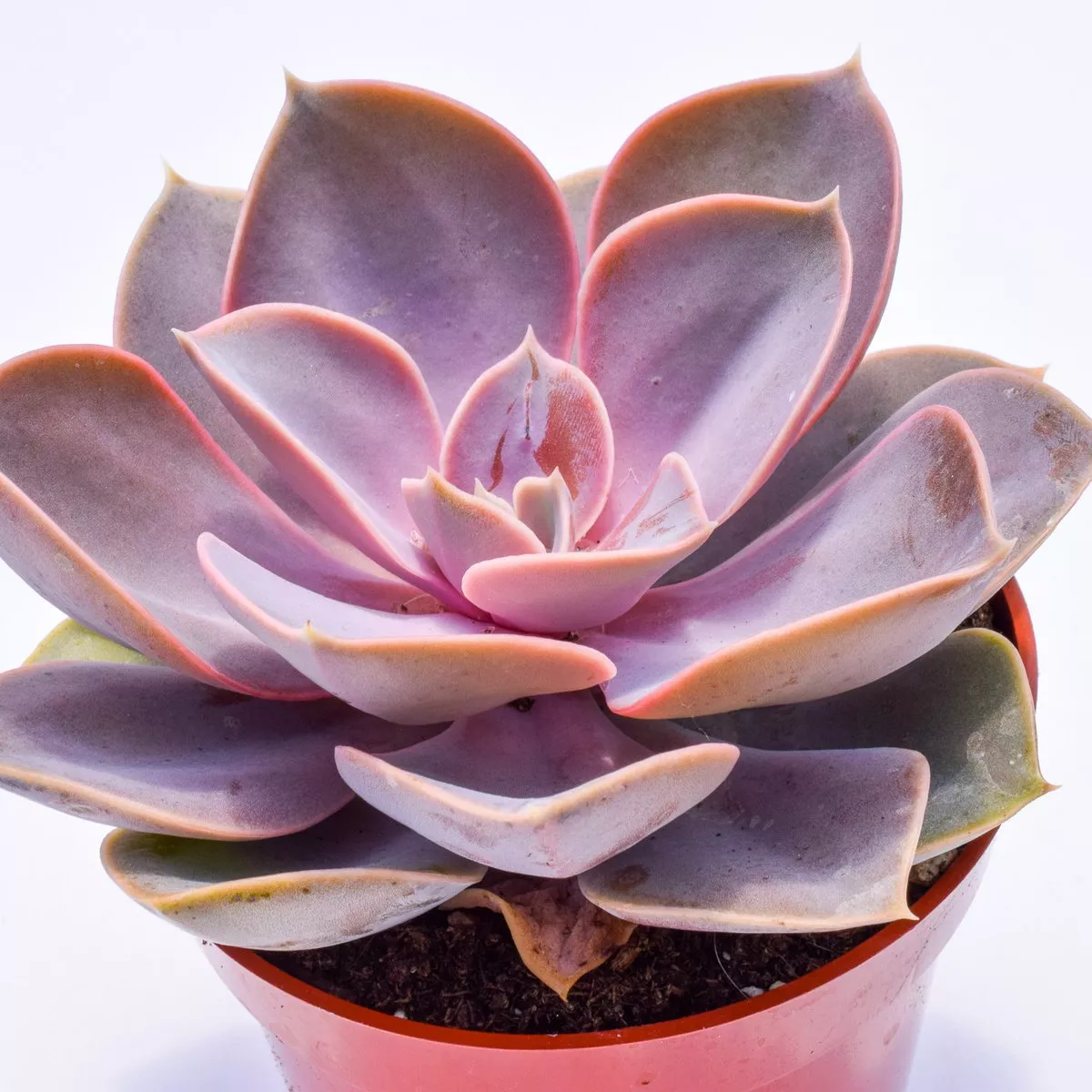 Эхеверия Перле Фон Нюрберг d10 h10 