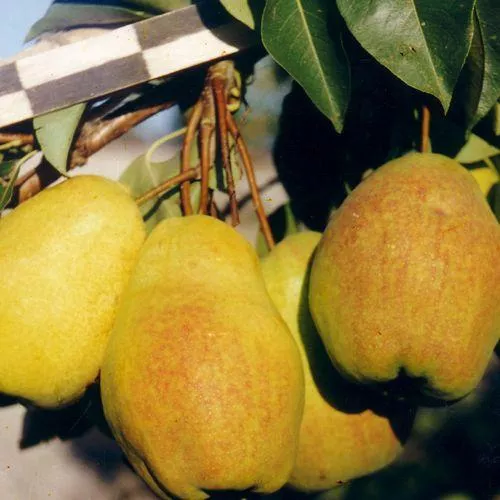 Груша Прибалтийская маслянистая v7/10 120-140 Tim 