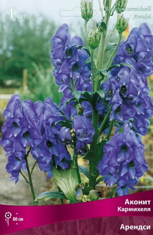 Корневище Аконит Кармихеля Арендси  1шт. Поиск 