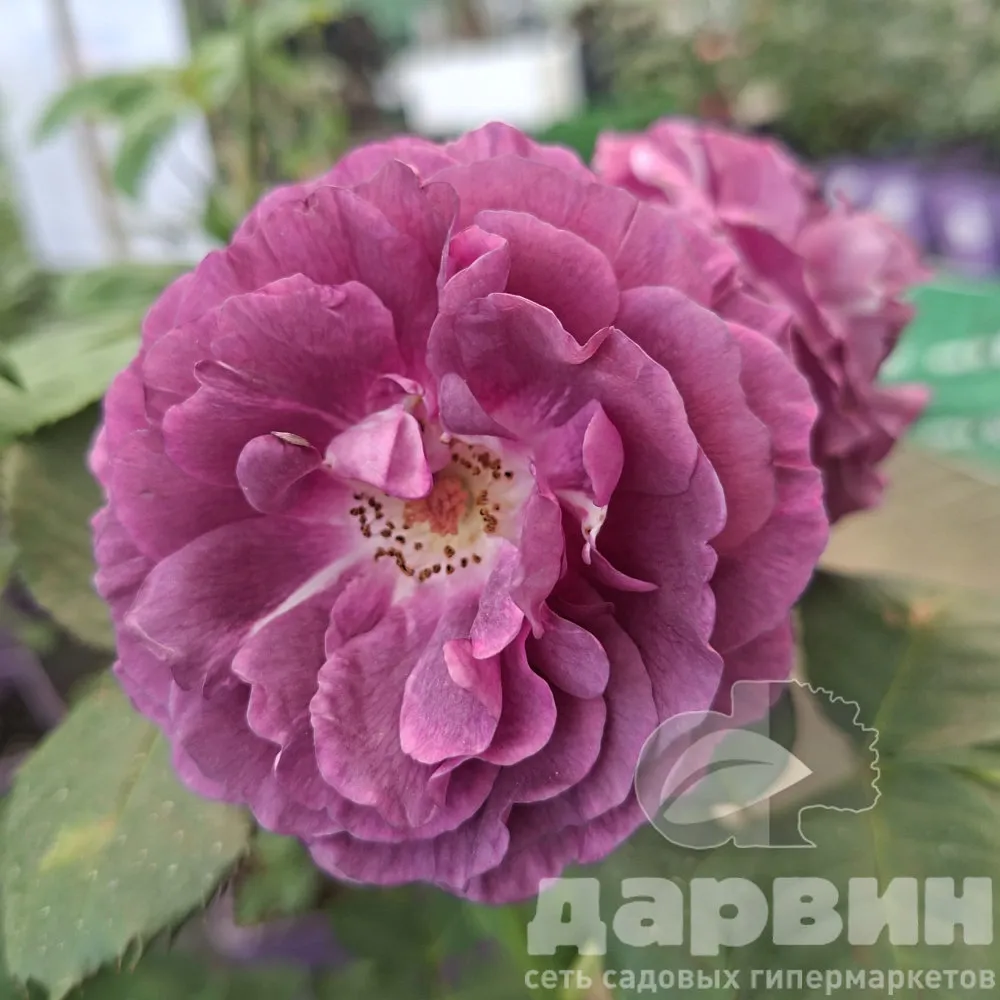 Роза флорибунда Минерва v5 Lav 