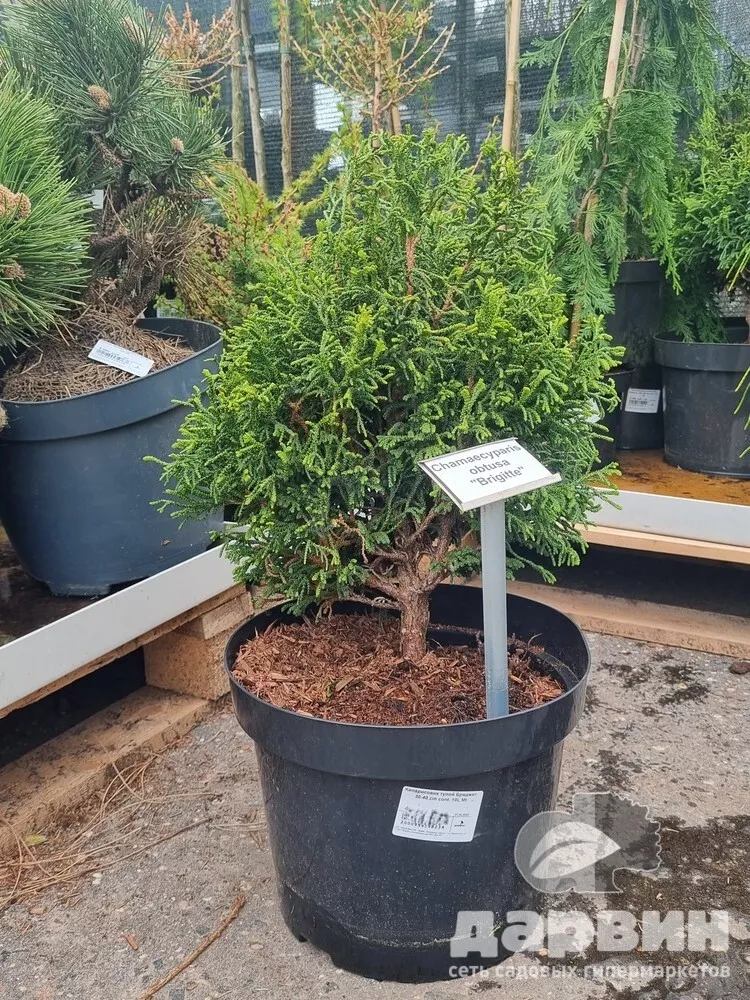 Кипарисовик тупой Бриджит 30-40 cm cont. 10L Mt 