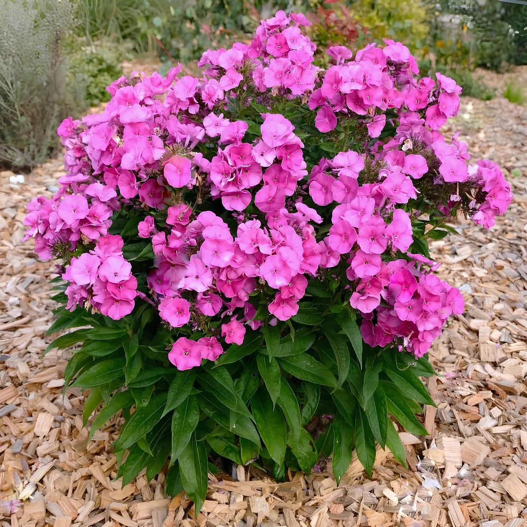 Флокс Бамбини Примадонна v2 Tim 