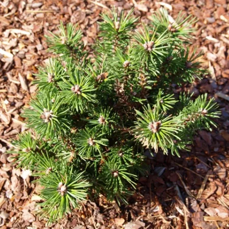 Сосна горная Хейнис Триумф v12 h40-50 