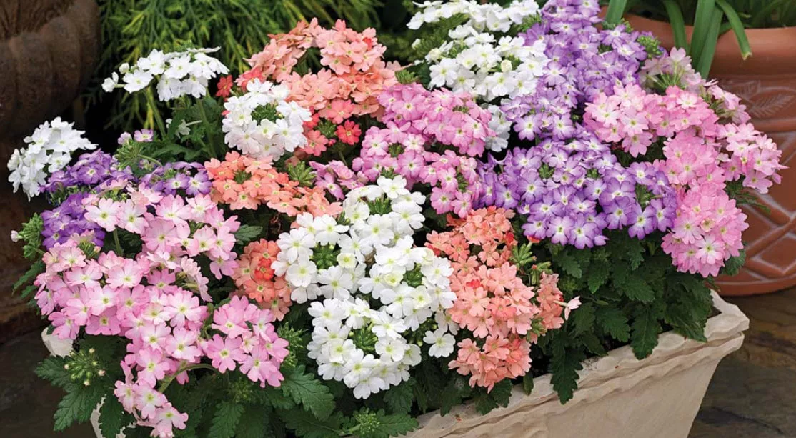 Вербена гибридная  кассета 6 ячеек ЦВ 