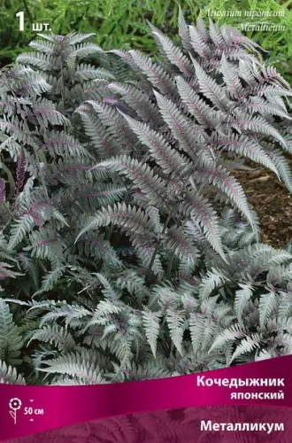 Кореневище Папоротники Кочедыжник японский Металликум 1шт Поиск 