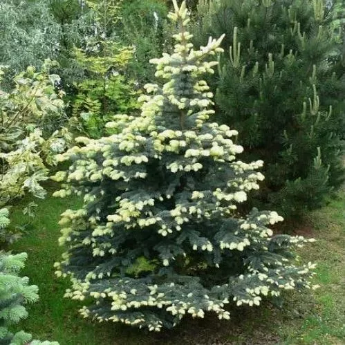 Ель колючая Белобок C5 20-30 Bor 