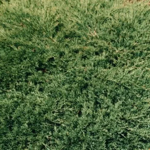 Можжевельник горизонтальный "Вилтони" с10 