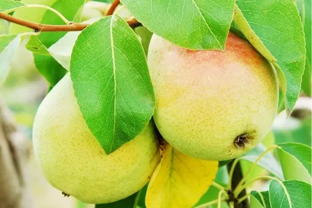 Груша Сказочная ранн v7 100-120 Tim 