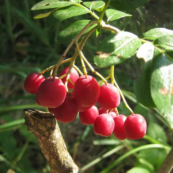 Рябина Гранатная С5 