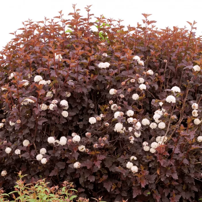 Пузыреплодник калинолистный Андре C7,5 40-60см YP 