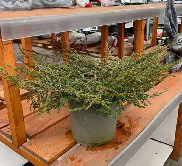 Можжевельник обыкновенный Репанда C5/P23 30-40 CM 