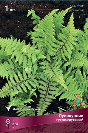 Корневище Папоротники Лунокучник густосорусовый I 1шт Поиск 