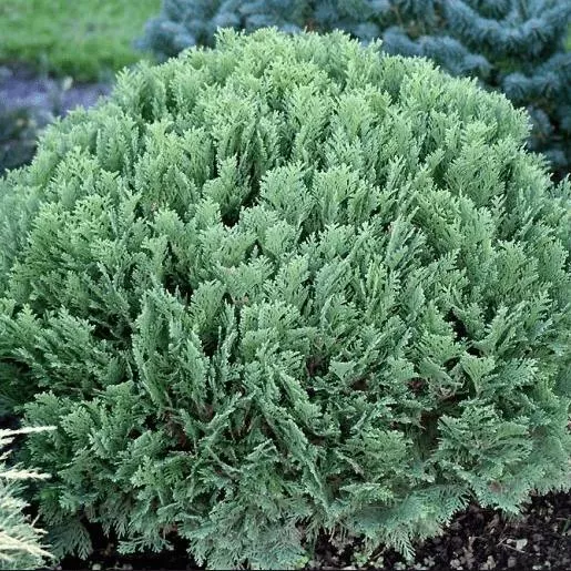 Кипарисовик нутканский Глаука v5 Lav 