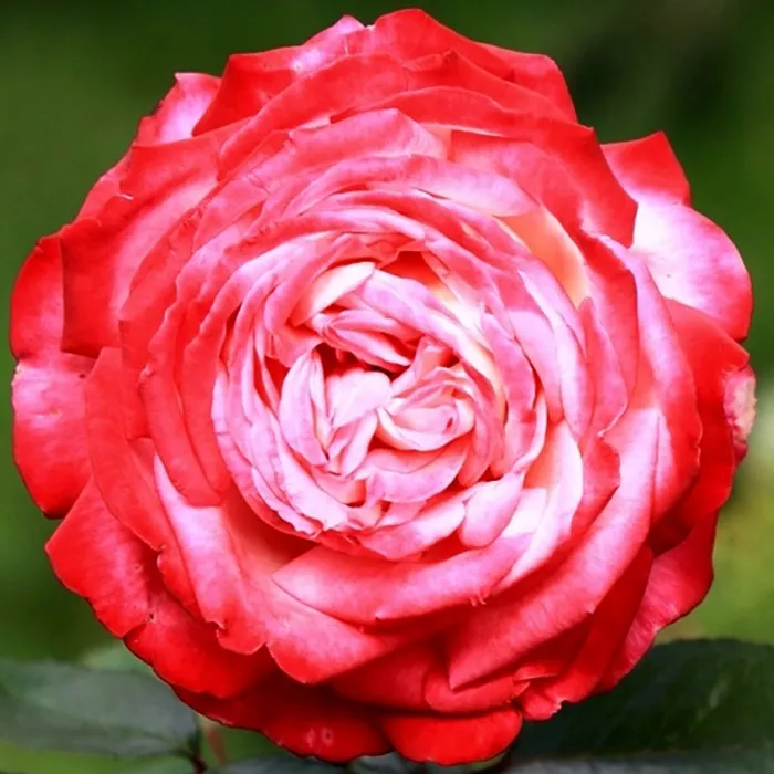 Роза чайно-гибридная Дессе v5 Tim 