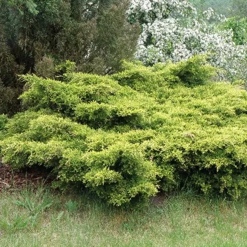 Можжевельник средний Кинг оф спринг С7,5 UL 