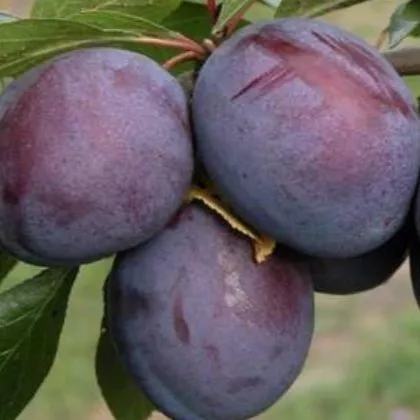 Слива Волжская Красавица v7 100-140 Lav 