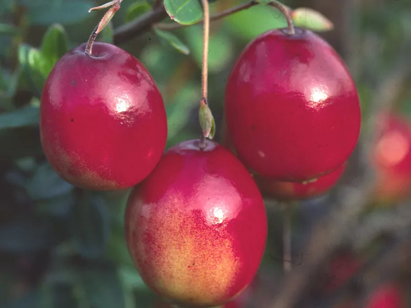 Основное изображение