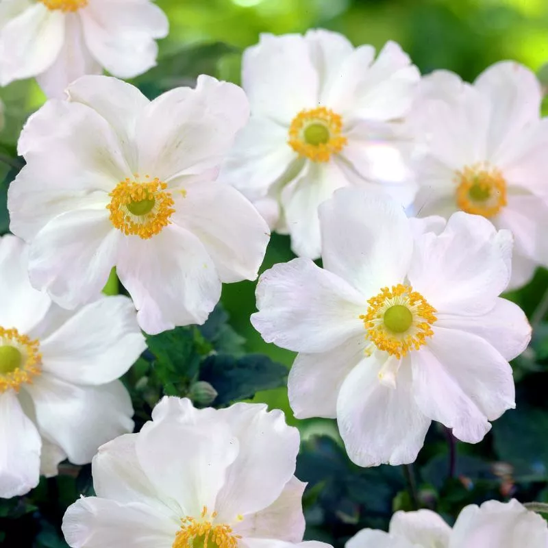 Анемона гибридная Онорин Джоберт, С2 ЦО 