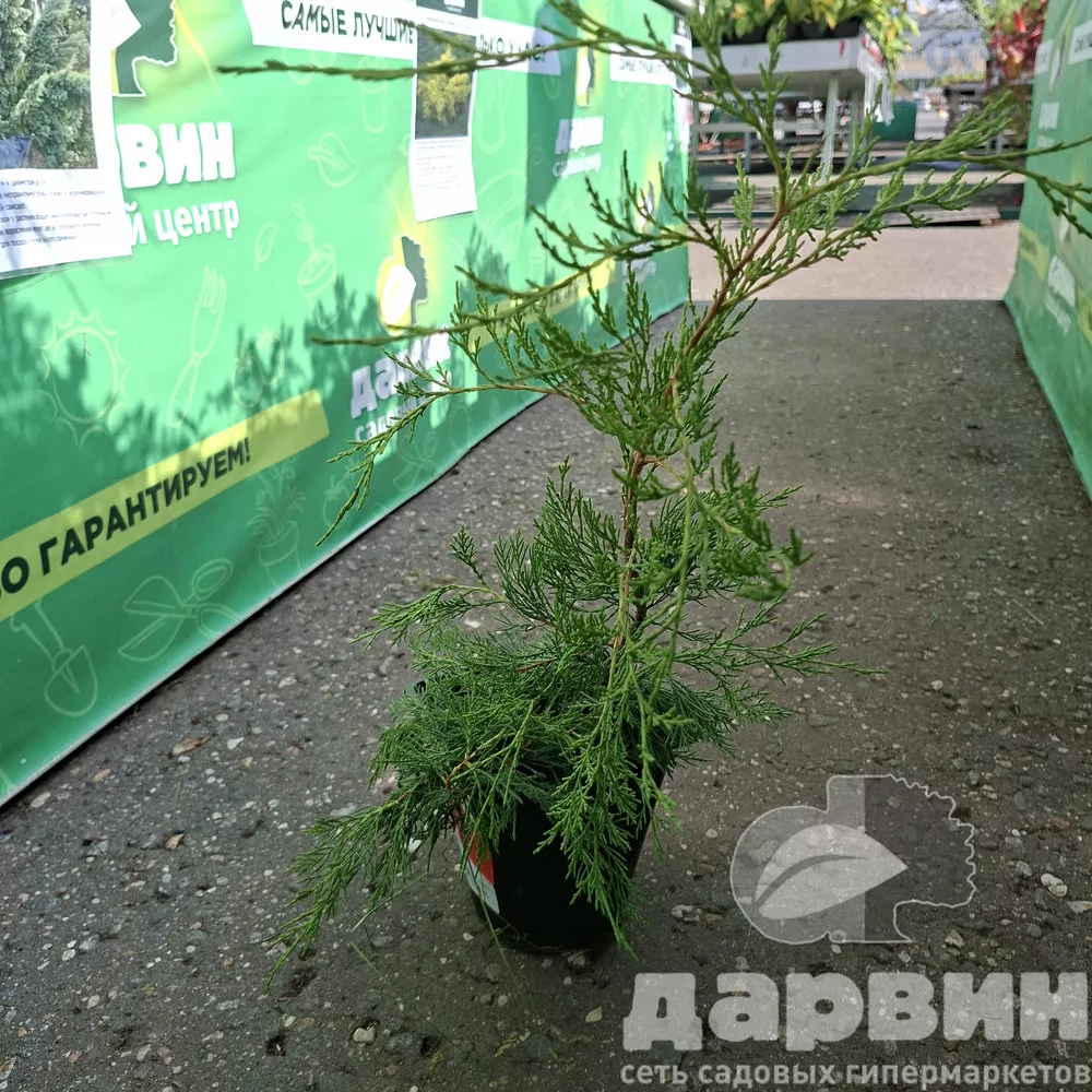 Можжевельник виргинский Канаэрти v2 Lav 