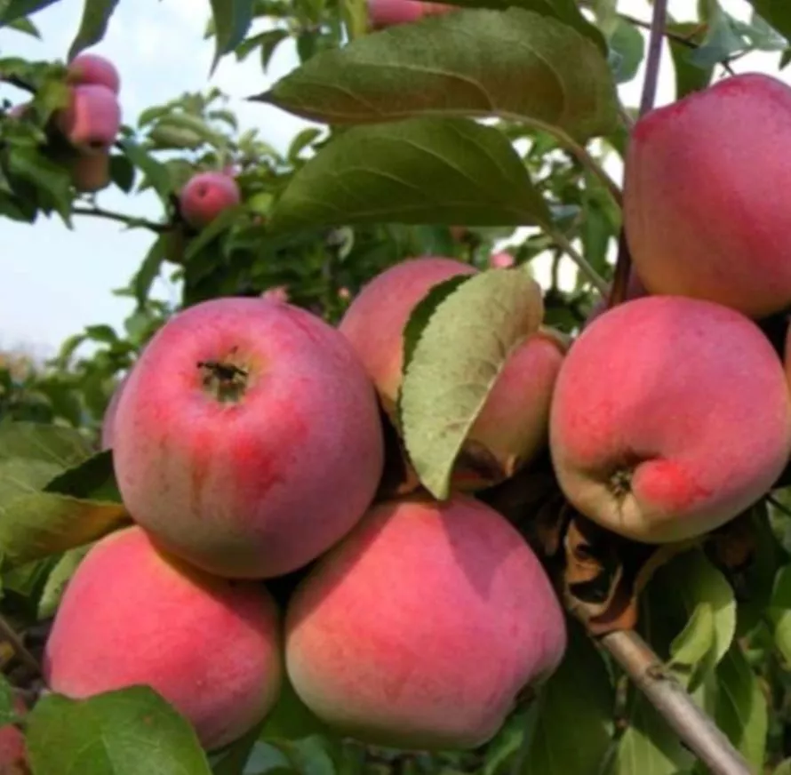 Яблоня Кандиль орловский С7,5 100-140 ЦО 