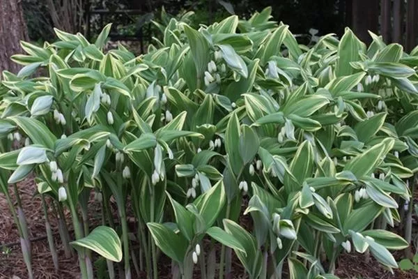 Купена серповидная Вариегатум d17,XP 