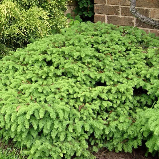 Ель обыкновенная Нидиформис v5 30-40 