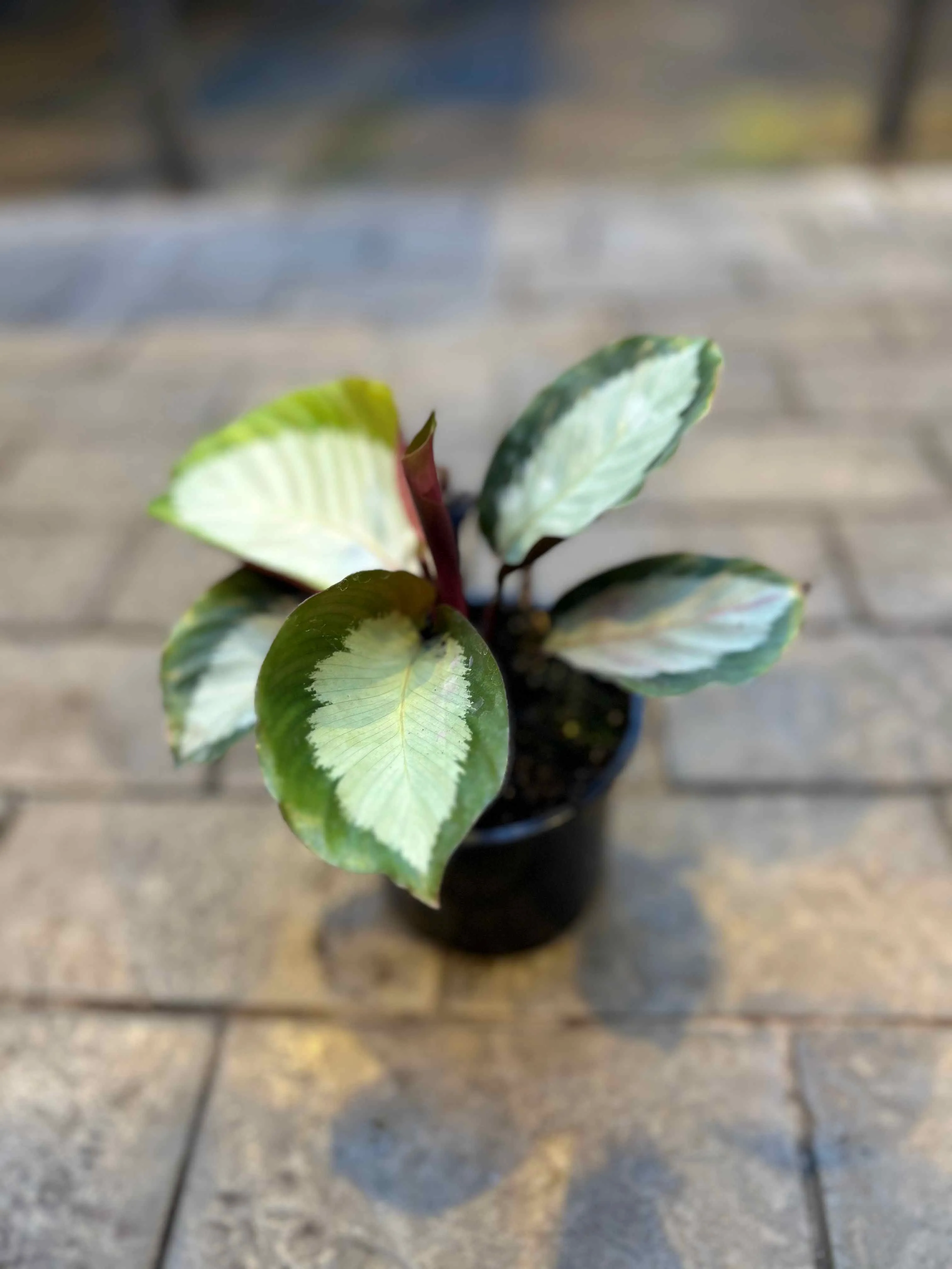 Калатея Роял Стандарт d11 Tim 