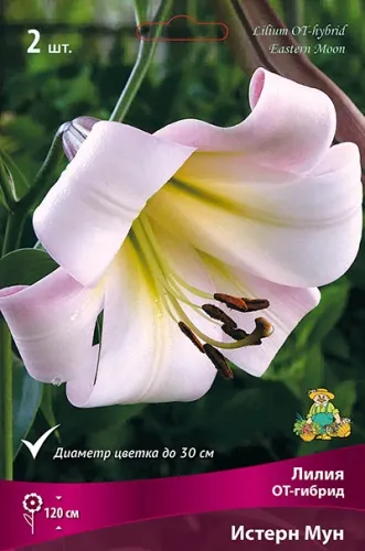 Луковица Лилия ОТ-гибрид Истерн Мун  2шт Поиск 