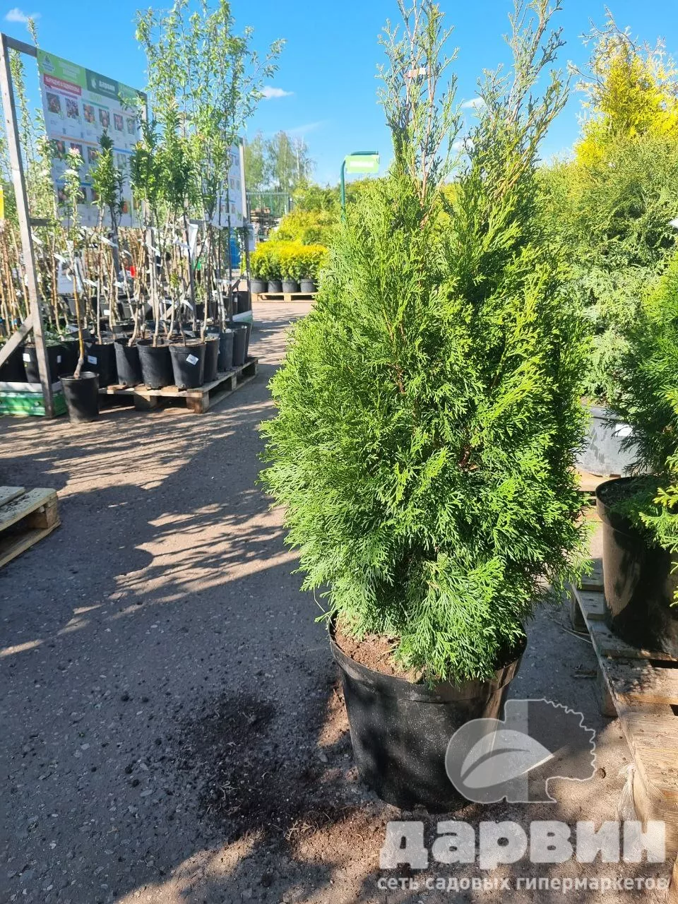 Туя западная Смарагд 80-100 Nik 