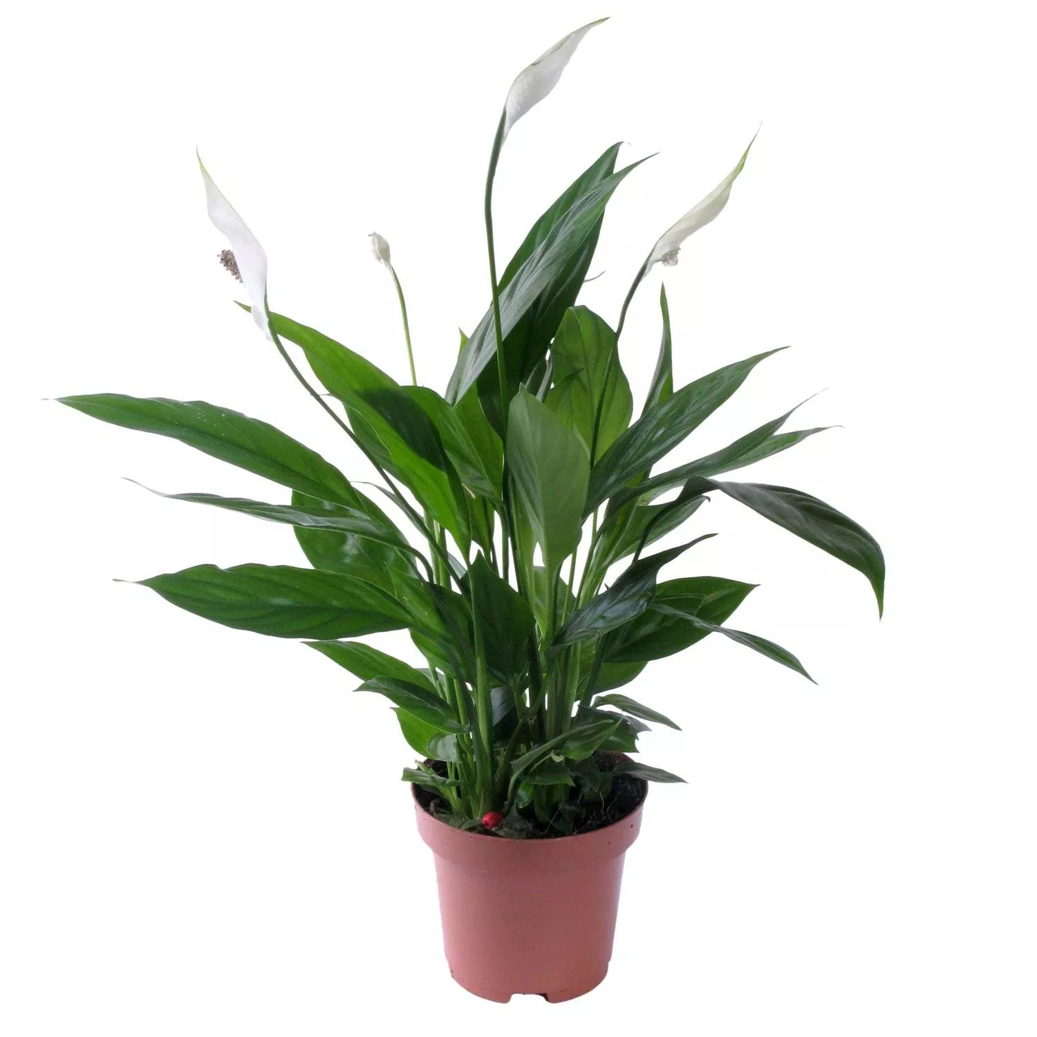 Спатифиллум d12 Tim 