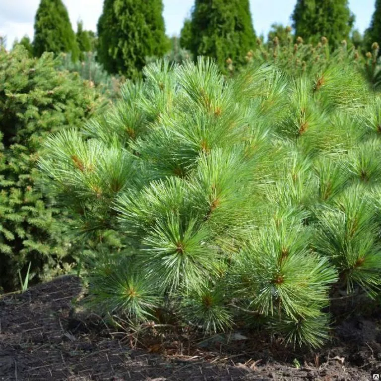 Растение сосна веймутова Минута 90-100 KG 