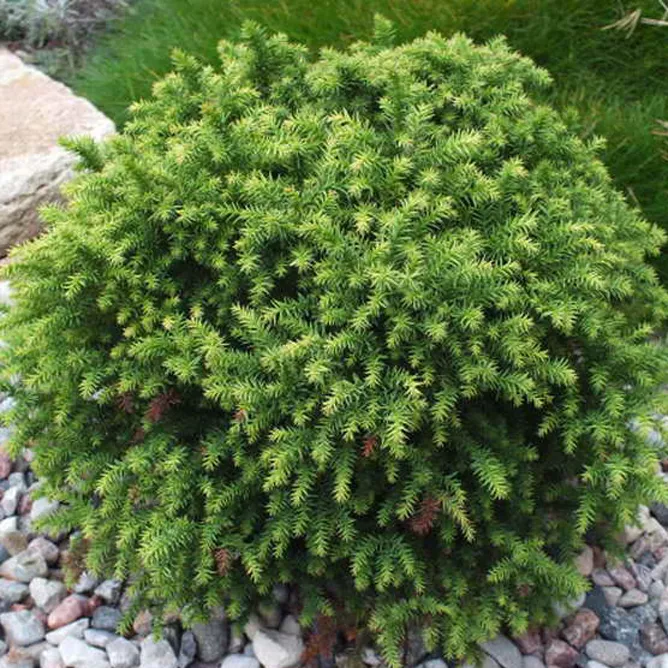 Криптомерия японская Монстроза нана Р19 Tw 