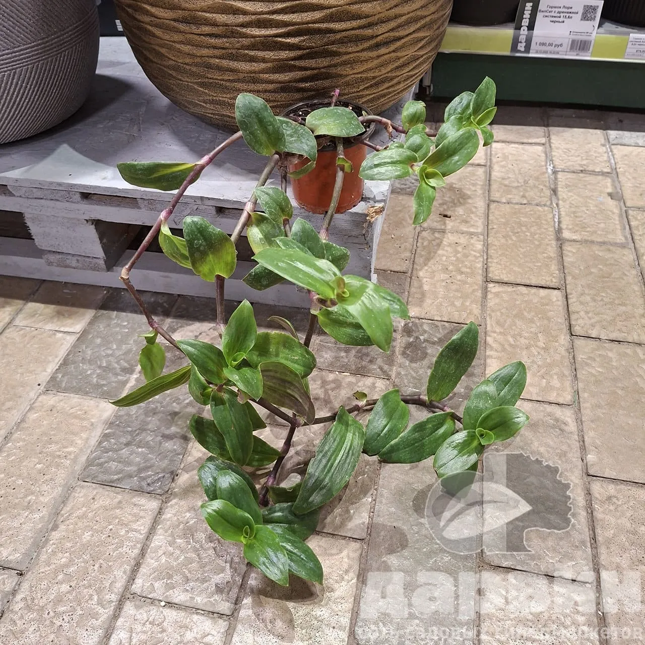 Традесканция блосфельда  d11 Tim 