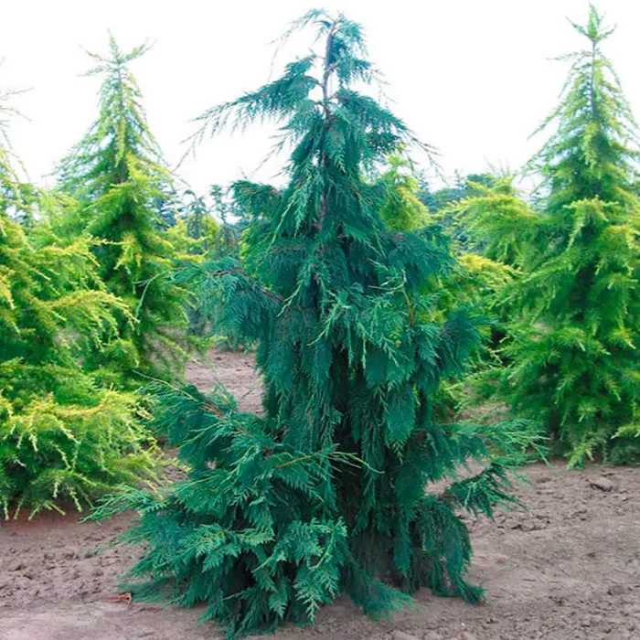 Кипарисовк нутканский Глаука v 3-5 Tim 