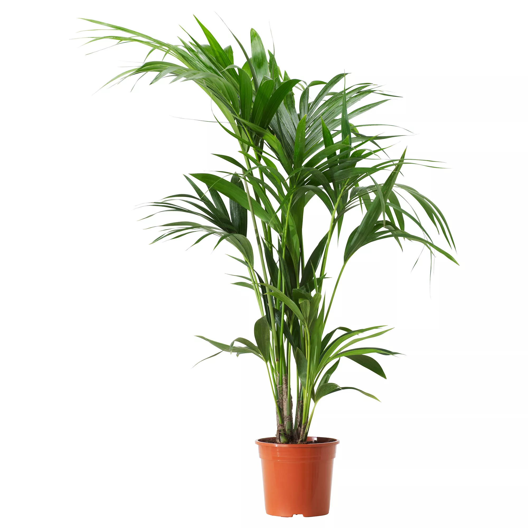 Ховея Форстериана d17 h80 