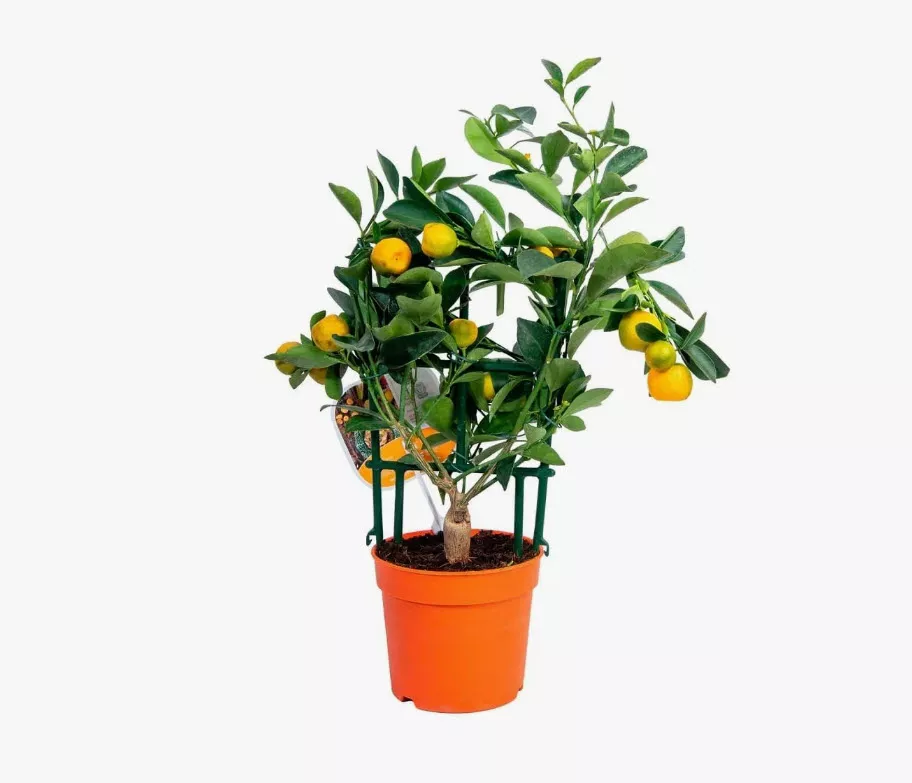 Цитрус Ред Лайм штамб d15 h35 