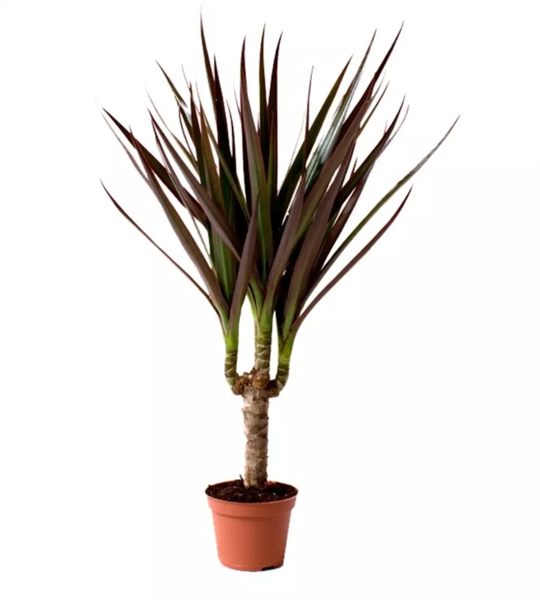 Драцена маргината Маджента 1ст d12 h35 